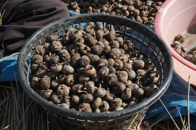 健康網》荸薺抗菌力超強！ 專家推保腸道健康冰品