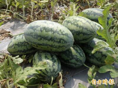 健康網》西瓜美味又消暑  農業部：細嫩多汁選「這種」