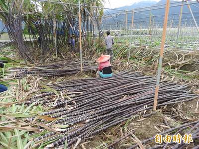 健康網》甘蔗紅皮青皮有學問！ 選購指南大公開