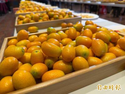 健康網》金桔vs金柑 怎麼分？ 北農：外型、吃法大不同