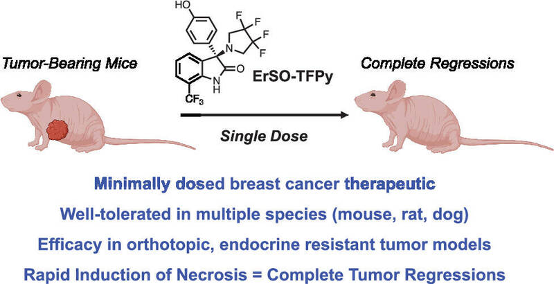 乳癌治療新曙光！一次給藥即可無副作用去除腫瘤 老鼠實驗有效