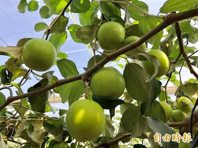 健康網》3款棗子比一比！ 甜脆多汁要選「它」