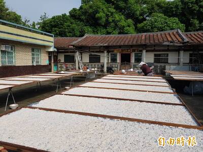 健康網》藕「粉」珍貴 農糧署：12斤蓮藕換1斤蓮藕粉