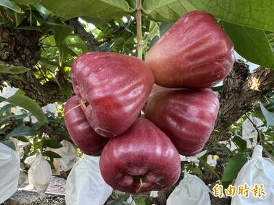 健康網》常見蓮霧大集合 農糧署：全台栽培最多是它