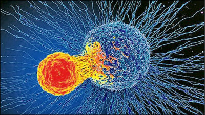 科學家強化免疫療法 突破頑固癌症治療瓶頸