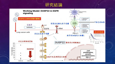 國衛院發現肺腺癌治療關鍵 蛋白「DUSP22」可阻腫瘤發展