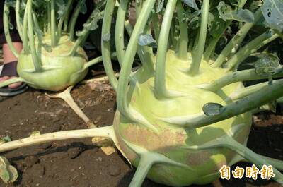 健康網》大頭菜就是結頭菜！ 農糧署教3料理百變滋味