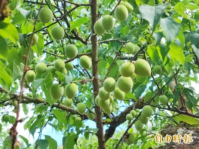 健康網》「梅」好再現 農糧署授4道梅子料理