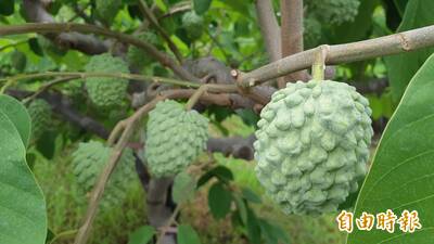 健康網》鳳梨釋迦不是鳳梨親戚！ 農業部揭開身「釋」之謎