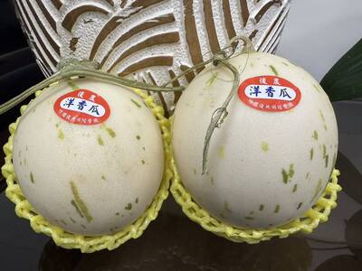 健康網》「斑比洋香瓜」俏皮登場！ 甜度直衝17度引爆味蕾