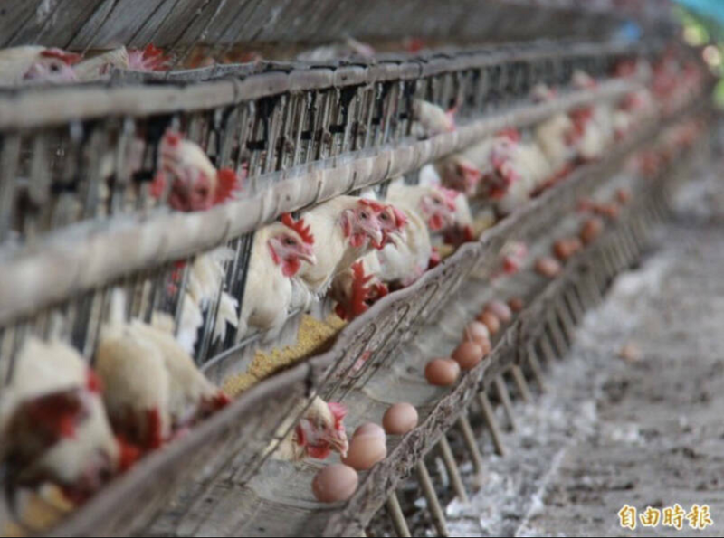 雞肉真比紅肉健康？新研究曝恐增腸癌與死亡風險