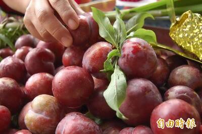 健康網》李子品嘗正當時 農糧署：「這」品種適合做果醬