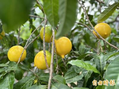 健康網》高纖黃金果香甜Q嫩 營養師：1顆=半碗高麗菜纖維量