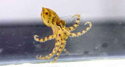 誤食藍環章魚》如何分辨不踩雷  別碰帶斑紋章魚