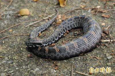 健康網》5歲童遊戲室被蛇咬2口 「毋湯」用嘴吸毒