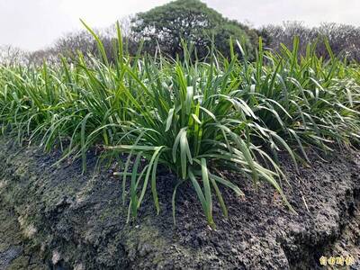 健康網》防脂肪肝新招！ 研究發現菊苣纖維的意外好處