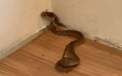 健康網》圖書館借書女被舟山眼鏡蛇咬 醫：48小時積極解毒