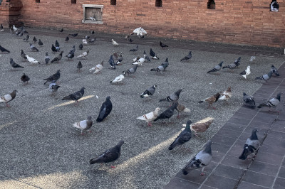 美國爆H5N5全球首例死亡 疾管署：旅遊警示維持第一級