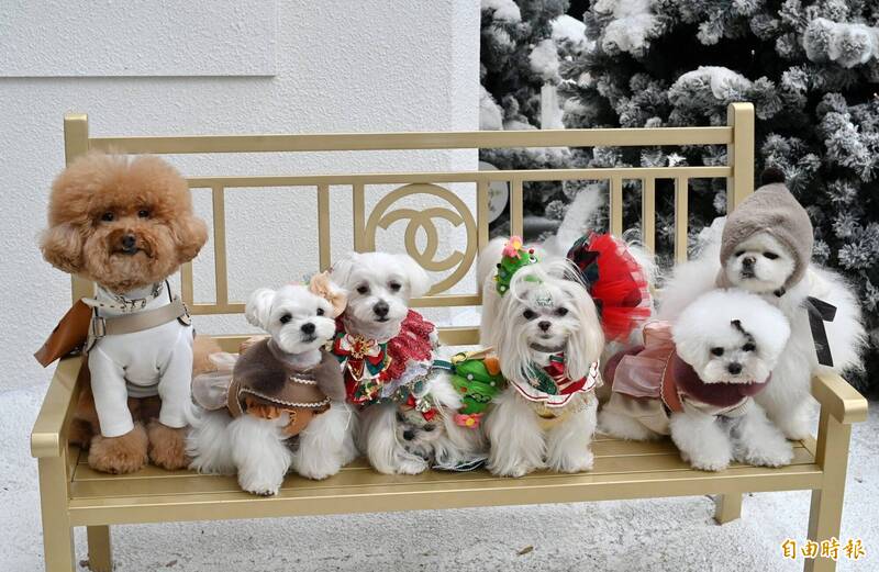 狗狗真能療癒心靈！汪星人身藏「神奇細菌」能讓孩子更快樂、更健康
