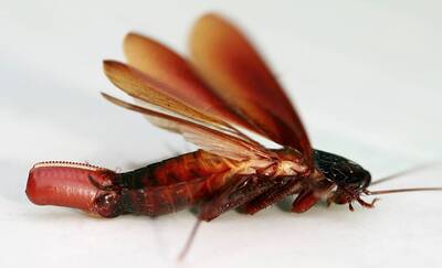 健康網》喝飲料誤吞蟑螂卵？ 專家：恐誘發氣喘