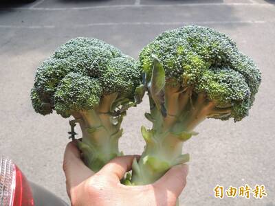 健康網》料理青花菜前別急 營養師提醒一定要「等」