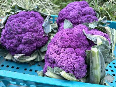 健康網》冬日限定紫色花椰菜 營養師授Hold住4營養素撇步