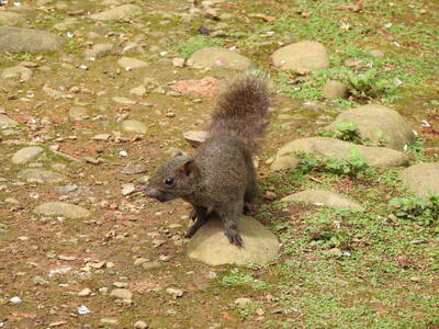 健康網》大安區爆漢他病毒 醫破除「松鼠恐慌」呼籲掃除一動作保命