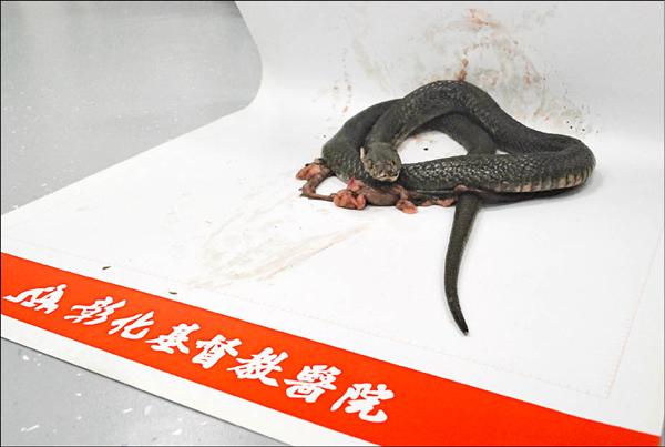 捉蛇反被咬 吞蛇膽中毒