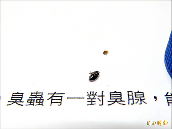 吸血臭蟲上身 奇癢難耐
