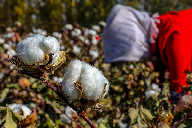 拒用新疆血棉花 棉製品怎麼挑 專家 無毒才是重點 即時新聞 自由健康網
