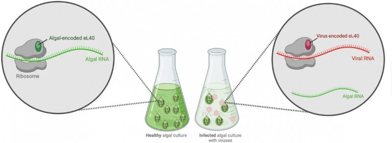 在一般細胞中，核糖體（圖中灰色球狀物）會讀取信使 RNA（圖中綠色帶狀物）並將其轉譯成蛋白質。科學家推測，當細胞被 FloV-SA2 病毒感染時，原本由藻類細胞提供的核糖體蛋白 eL40（圖左綠色橢圓形）會被病毒製造的 eL40 蛋白（圖右紅色橢圓形）取代，進而改變核糖體的專一性，使其優先讀取病毒的 RNA（圖中紅色帶狀物）並製造出病毒蛋白。（圖取自夏威夷大學馬諾阿分校）