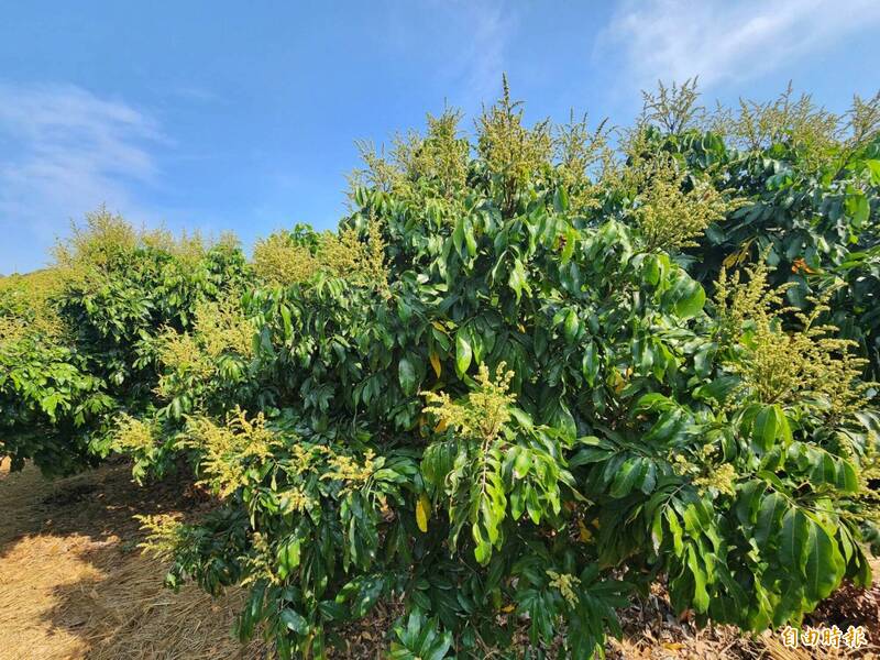 健康網》龍眼、荔枝預料大豐收 品種與挑選法農糧署教你