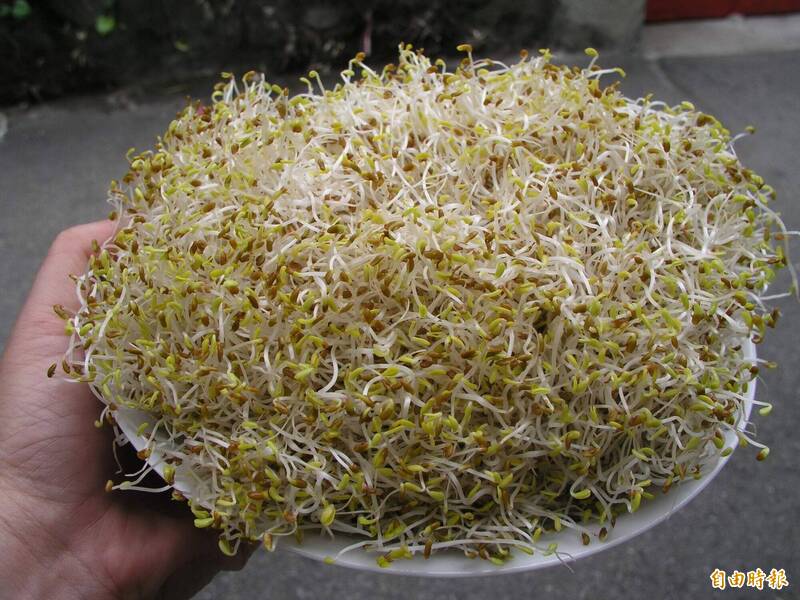 健康網》吃苜蓿芽健康好處多 降膽固醇、顧攝護腺有潛力
