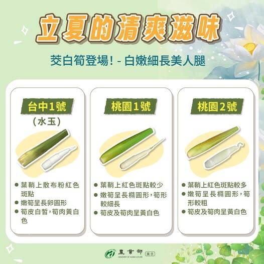 農業部分享3款茭白筍品種。（圖取自農業部臉書專頁）