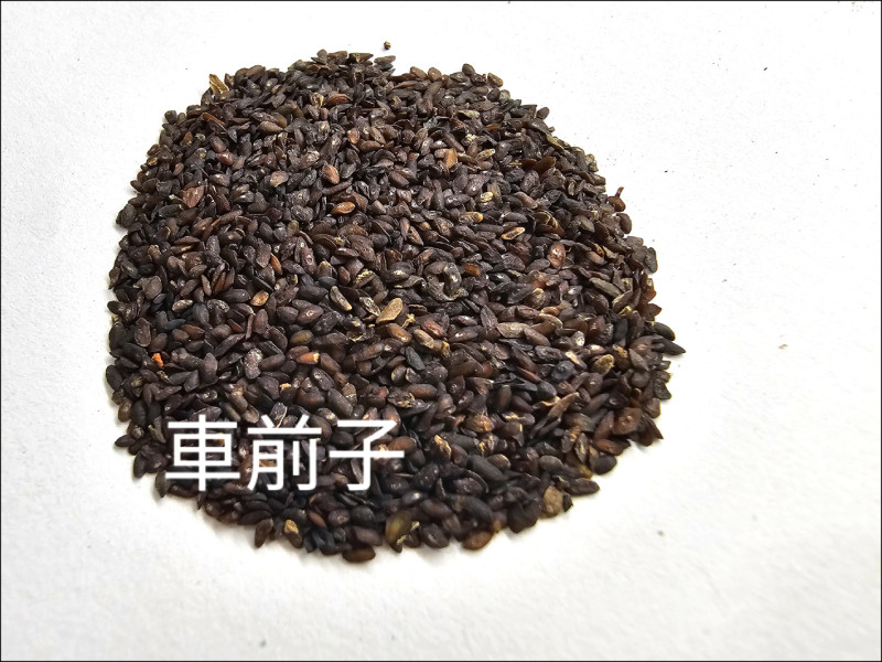 北宋御醫治不好 文豪歐陽修腹瀉日拉十多次 中草藥「車前子」神救援