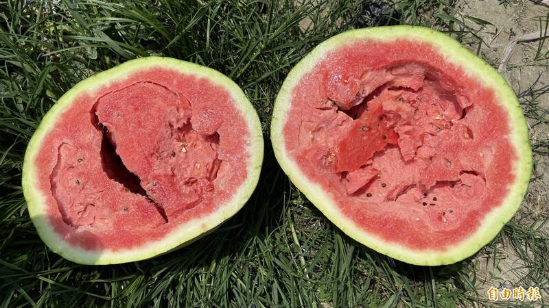 健康網》甜西瓜怎麼挑？ 農業部曝撇步：1看2敲3摸