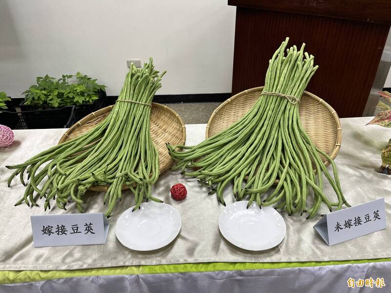 健康網》端午吃午時菜保平安！ 農業部教做「蒜炒長豇豆」