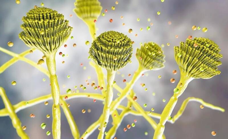 恐怖黴菌「從內噬人」！研究揭暖化幫凶 美國已爆疫情