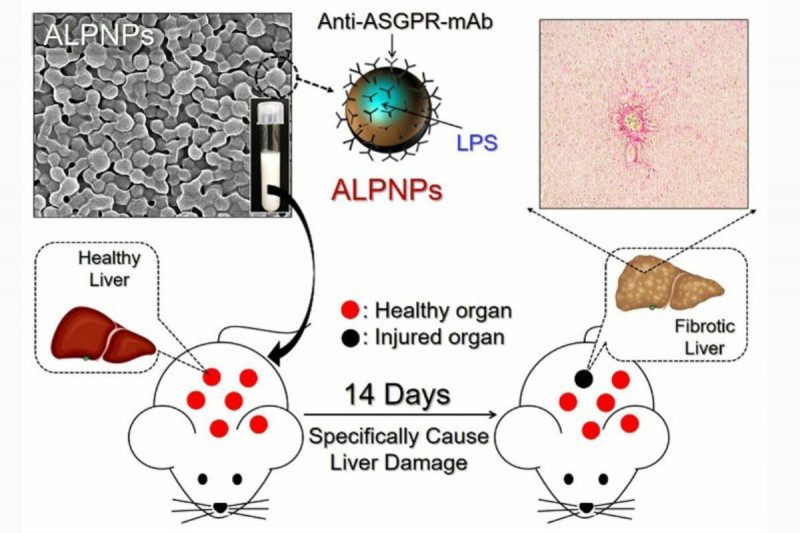 奈米粒子藥物載體（ALPNP） 可精準打至動物的肝藏，不影響其他內臟的健康。（李宇翔／中大提供）