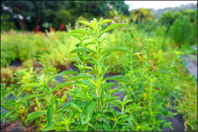 甜味劑也能抗癌？日本研究揭發酵「甜菊」可殺胰臟癌細胞