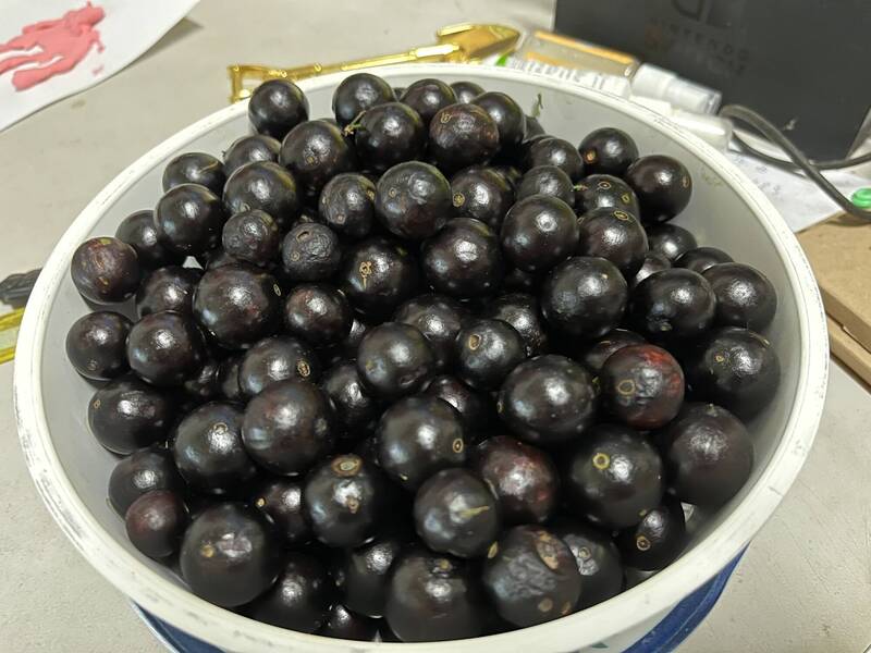 健康網》含花青素天然抗氧化 樹葡萄進入盛產期