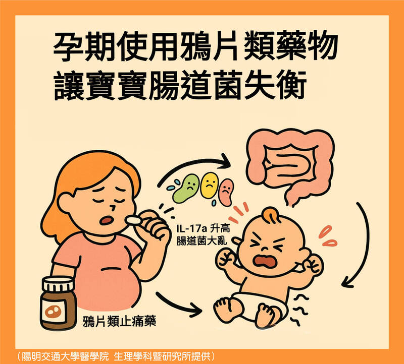 透視腸道菌》孕期嗑藥上癮 恐生下「阿片」痛痛貝比