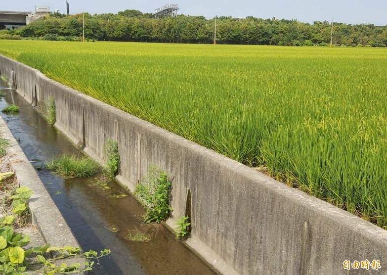 嘉市出現今年首例日本腦炎 ,衛生局呼籲民眾落實防蚊措施。 (資料照) 嘉市出現今年首例日本腦炎 ,衛生局呼籲民眾落實防蚊措施。 (資料照)