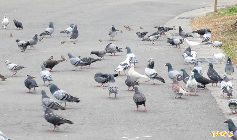 Fallece residente de Washington por primera vez a causa del virus H5N5 de gripe aviar