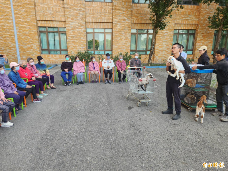 柳營奇美醫院今日開辦動物療癒課程,奇憶學堂失智長者與兔子、小羊、蜥蜴等可愛動物互動。(記者王涵平攝) 柳營奇美醫院今日開辦動物療癒課程,奇憶學堂失智長者與兔子、小羊、蜥蜴等可愛動物互動。(記者王涵平攝)