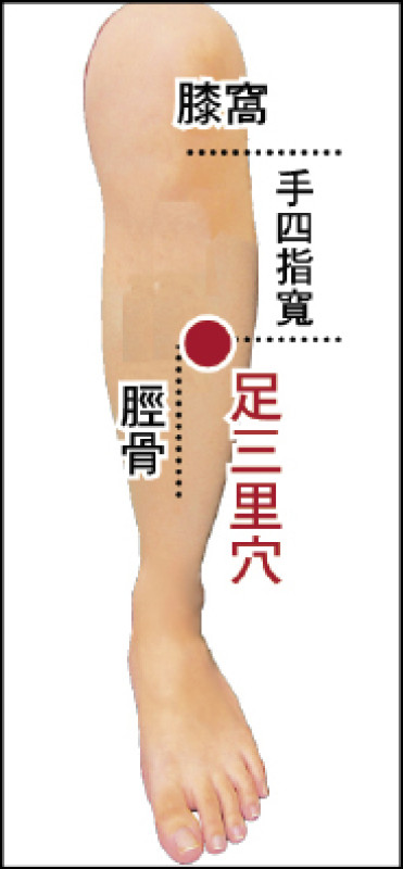 ▲足三里穴。（照片提供／鄭傑元）