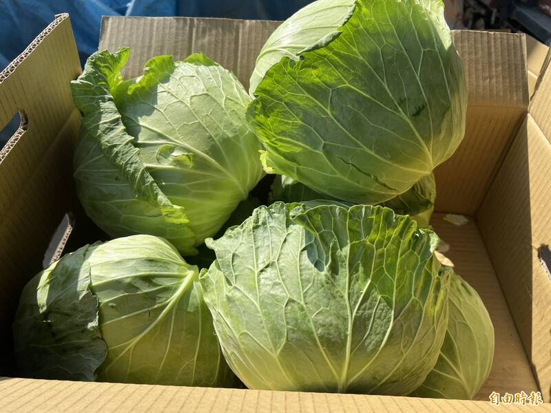 高麗菜親民價出現 看葉片斷口感