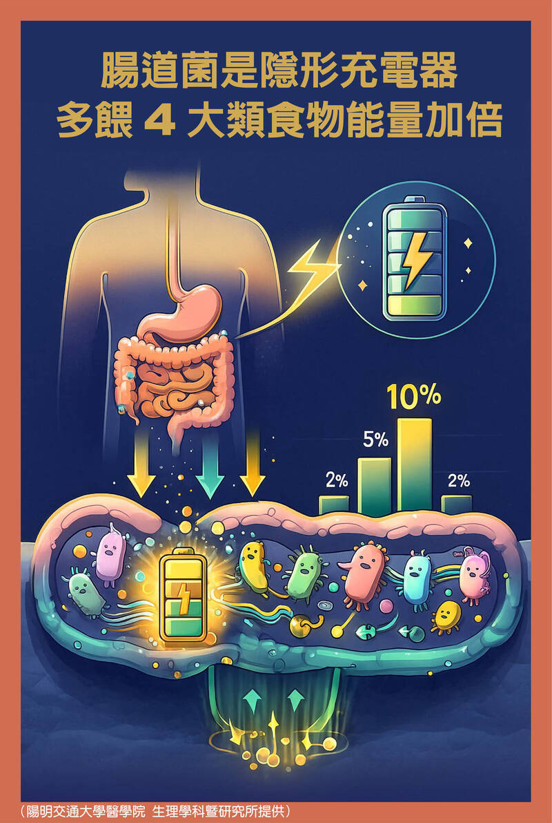 透視腸道菌》腸道菌是隱形充電器 多餵4大類食物能量加倍