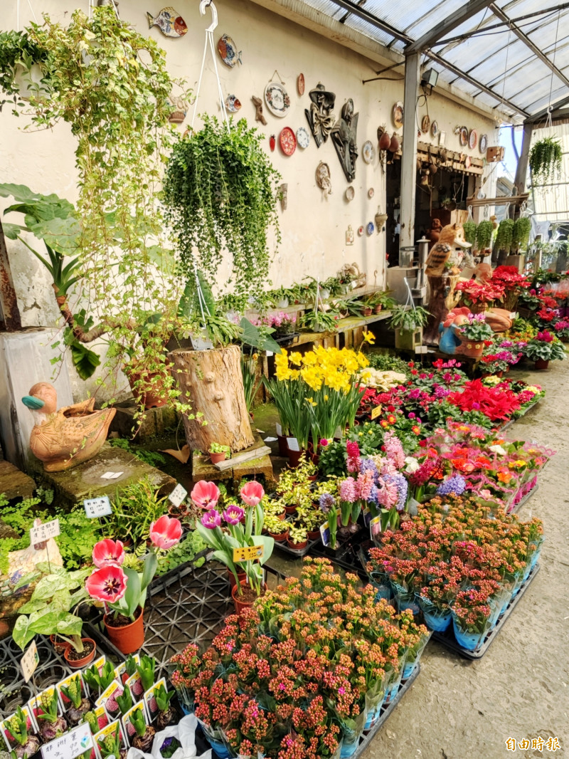 農曆年期間,民眾喜歡園藝佈置迎春。(記者吳俊鋒攝) 農曆年期間,民眾喜歡園藝佈置迎春。(記者吳俊鋒攝)