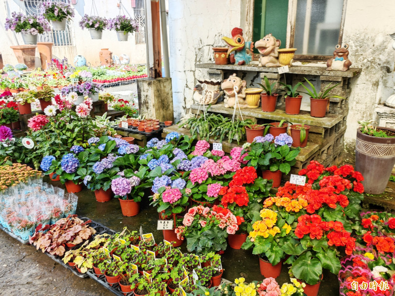 農曆年期間,應景的花卉盆栽熱賣,民眾透過園藝,歡喜迎新,也療癒身心。(記者吳俊鋒攝) 農曆年期間,應景的花卉盆栽熱賣,民眾透過園藝,歡喜迎新,也療癒身心。(記者吳俊鋒攝)